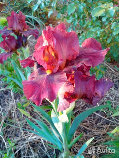 Ирис бородатый Red Zinger (Блэк, 1985)