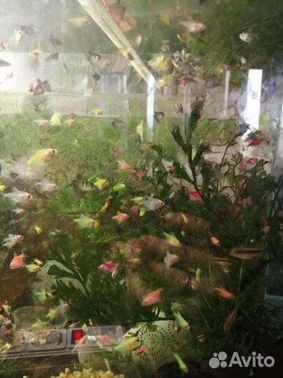 Аквариумные рыбки