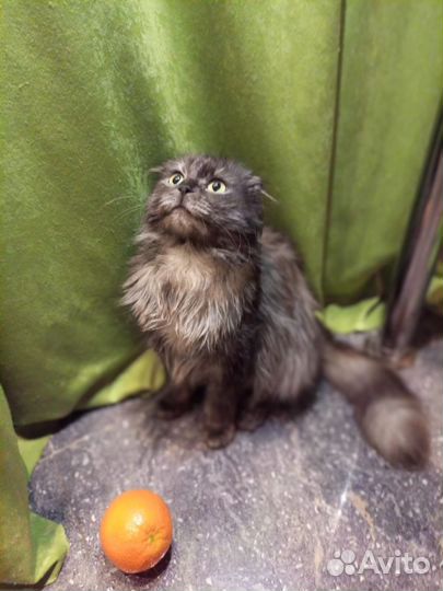 Кошка в добрые руки