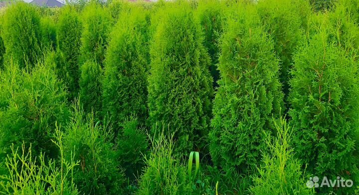 Туя,самшид