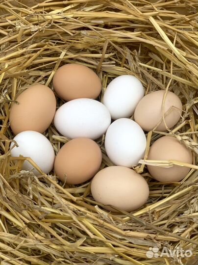 Инкубационное яйцо и яйцо пищевое