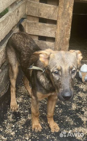 Кобель щенок на охрану