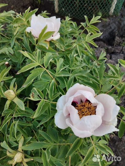 Пион древовидный, Синий сапфир