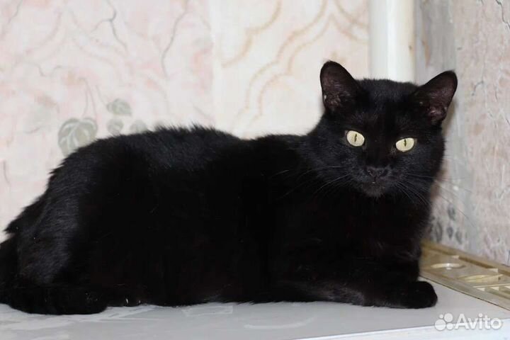 Кошка в дар