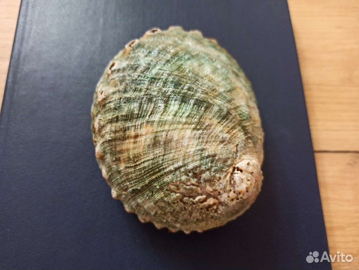 Морская раковина