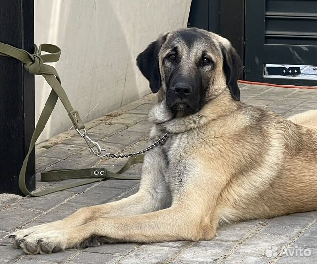 Щенки турецкого кангала