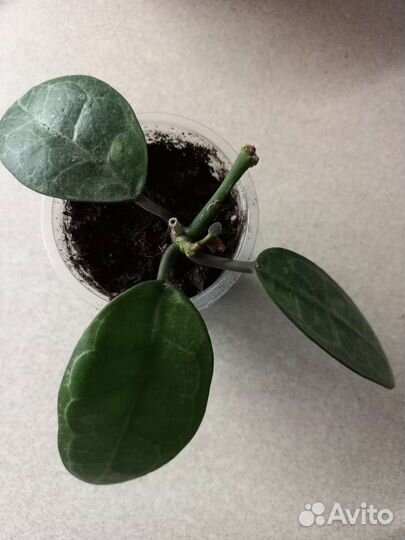 Хойя Эллиптика