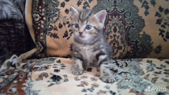 Котята в добрые руки мальчики