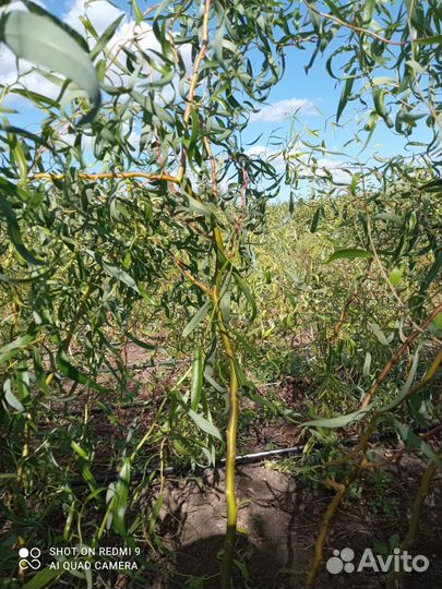 Саженцы ивы