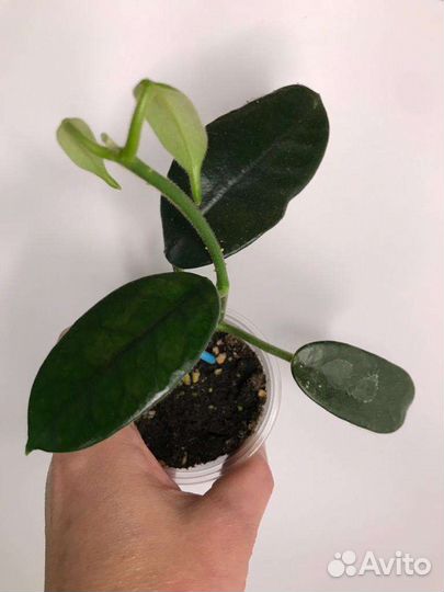 Хойи сортовые 3