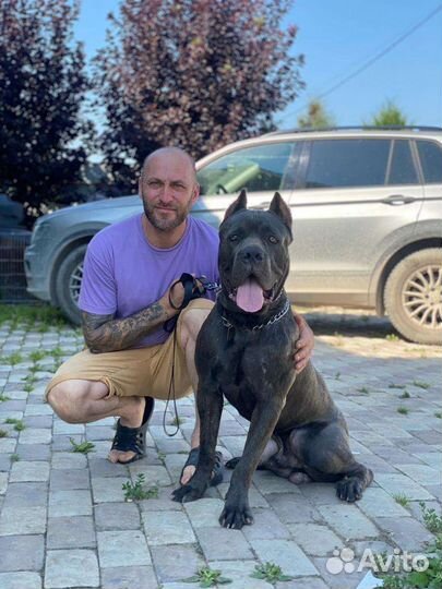 Кинолог с передержкой, дрессура с выездом щенки