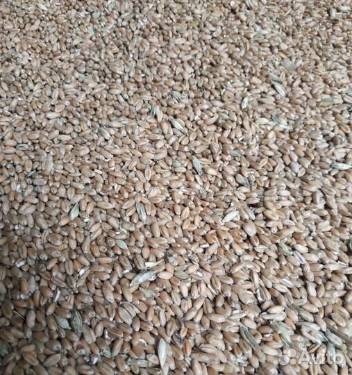 Семечко, Гречиха на корм/посев