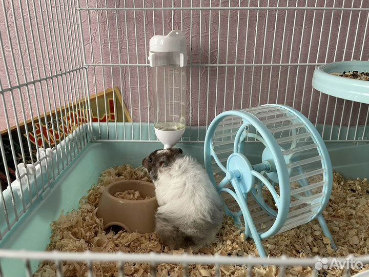 Хомяк с клеткой