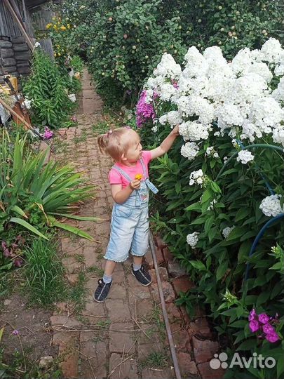 Флоксы многолетние