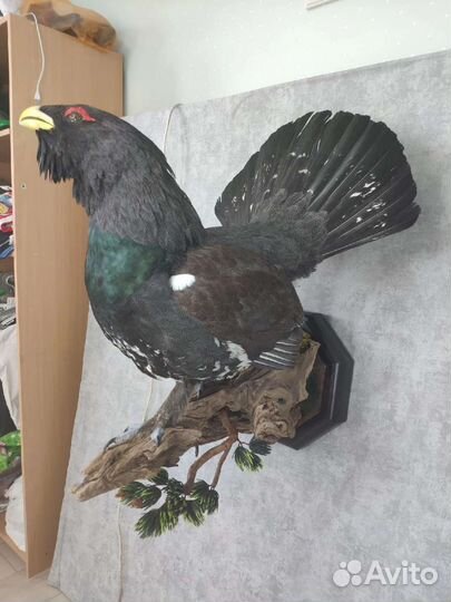 Чучело глухаря