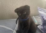 Шотланский вислоухий котенок черный