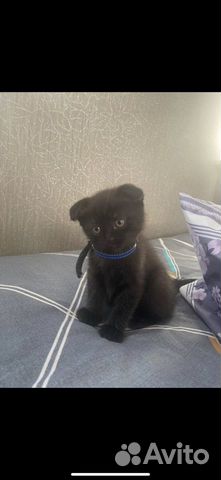 Шотланский вислоухий котенок черный объявление продам