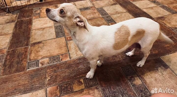 Продам щенков