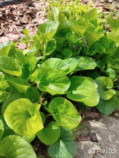 Фиалка лесная