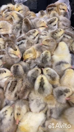 Суточный Цветной бройлер в Павловском районе