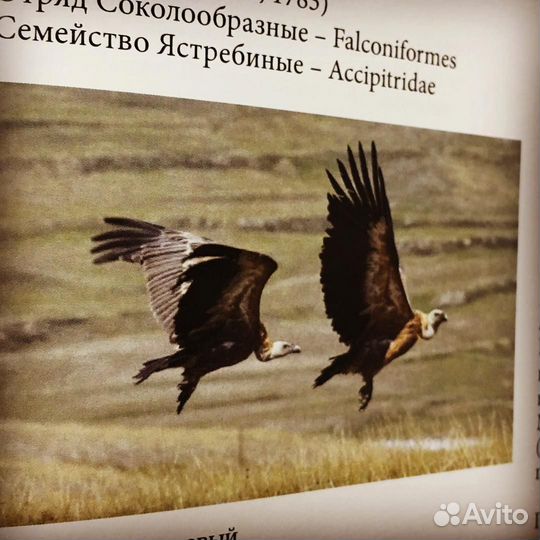 Печать книг с любом переплете