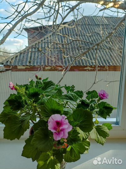 Эухарис амазонская лилия