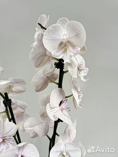 Орхидея Фаленопсис Биг Лип