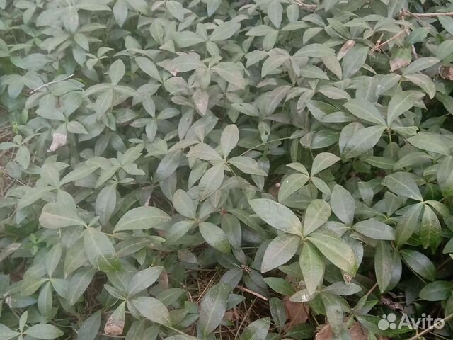 Барвинок голубой