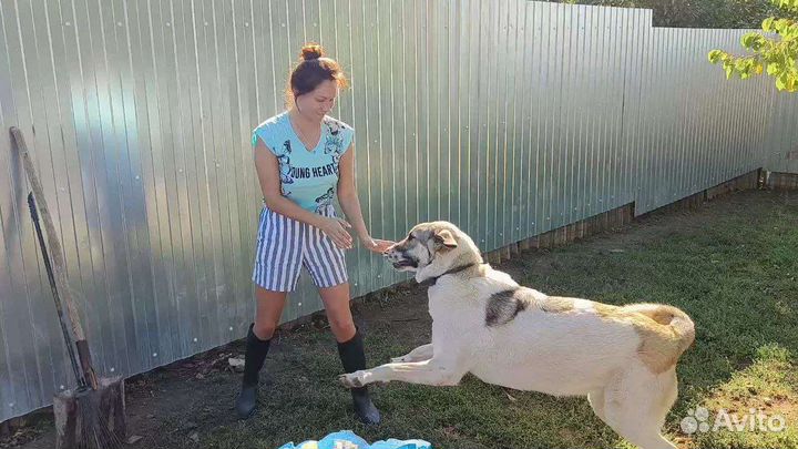 Метис сао в поисках семьи