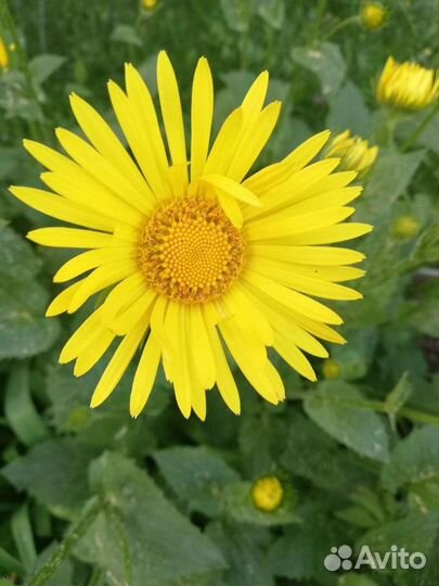 Ромашка жёлтая красивая и неприхотливая