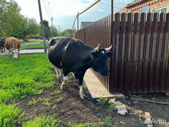 Коровы дойные и телка