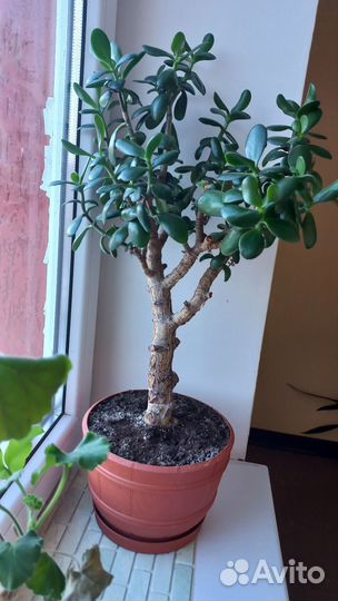 Толстянка, Денежное дерево