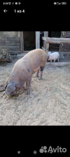 Кабан Кантор