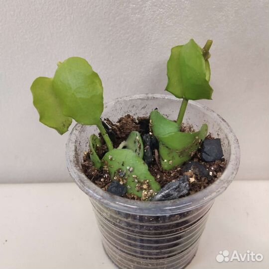 Дисхидия Керри, Хойи