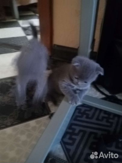 Британская