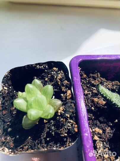 Хавортии разные