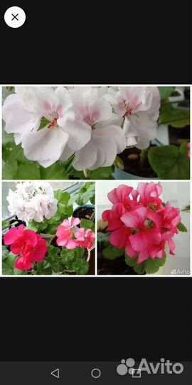 Пеларгония герань