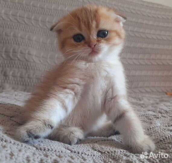 Котята британской шиншиллы