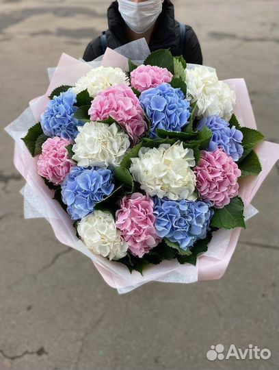 Голландские гортензии / Доставка цветов