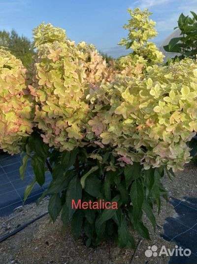 Гортензия Металлика