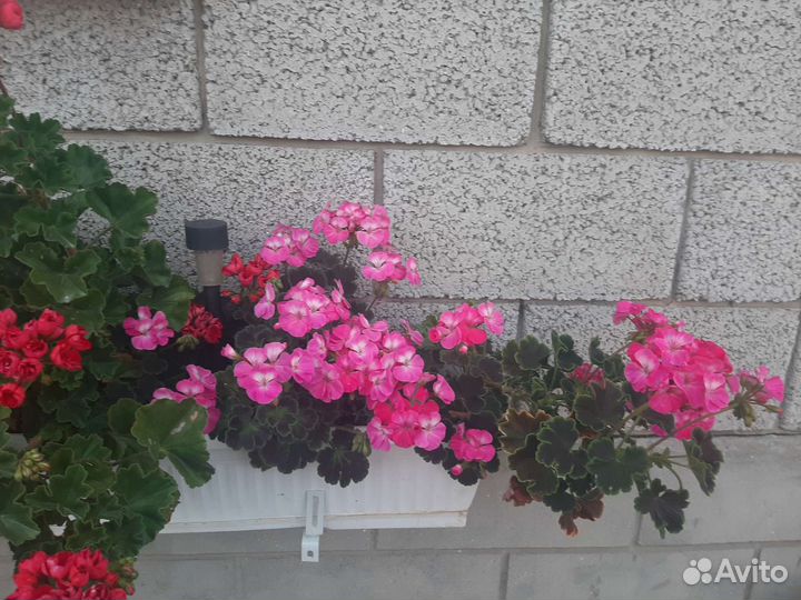 Пеларгония герань