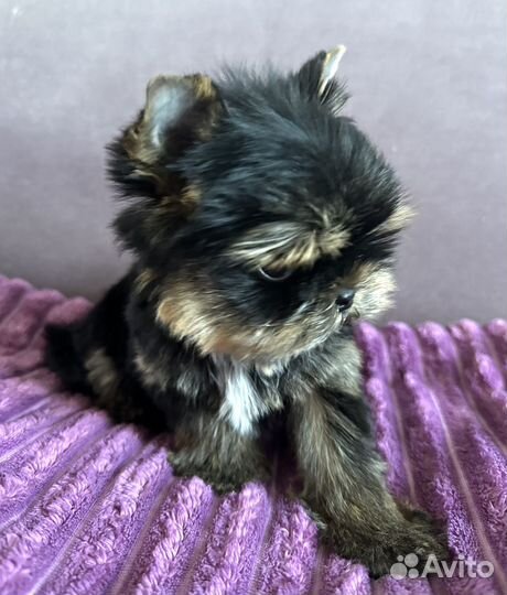 Йорки для ценителей породы(эксклюзивчик)