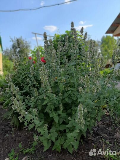 Котовник кошачий, кошачья мята