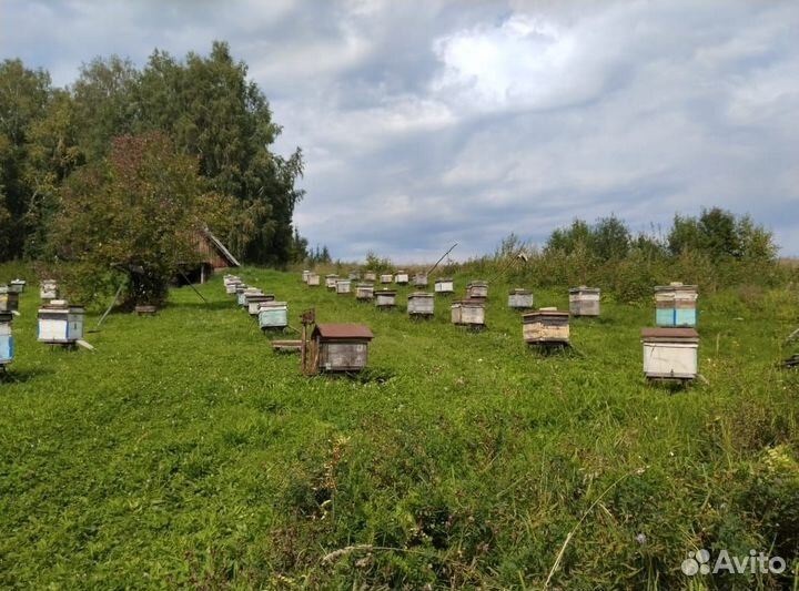 Пчелы пасека под ключ