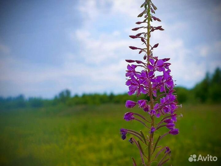 Иван-чай 1 кг кипрей экологически чистый, крепкий