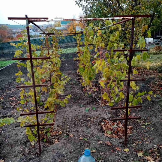 Дача 16 м² на участке 11 сот.