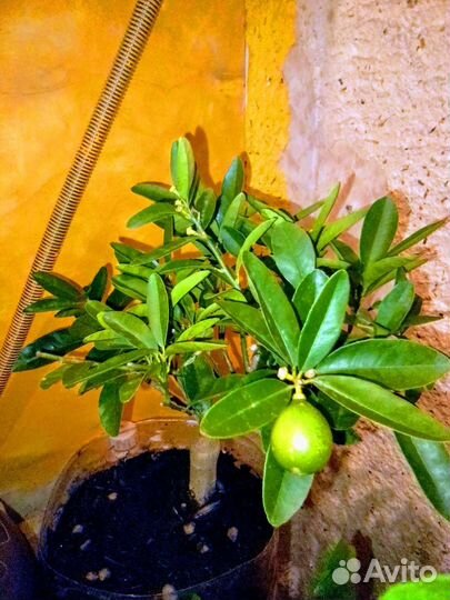 Лимонное дерево