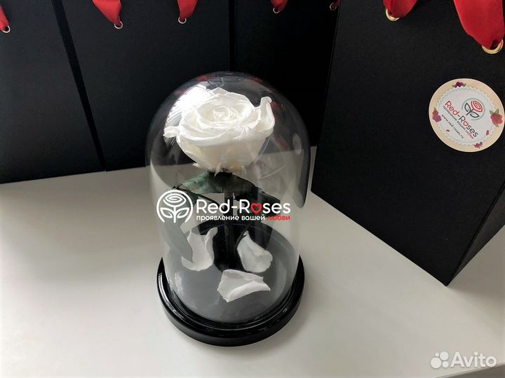 Роза в колбе Премиум