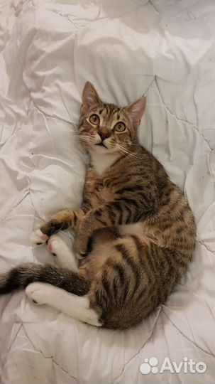 Котенок шотландец метис мальчик Матроскин