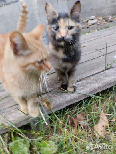 Котята в добрые руки
